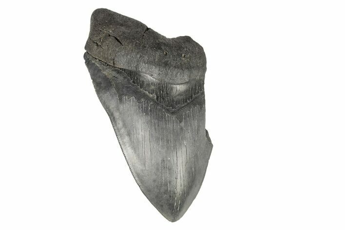 Partial Megalodon Tooth - South Carolina #193957